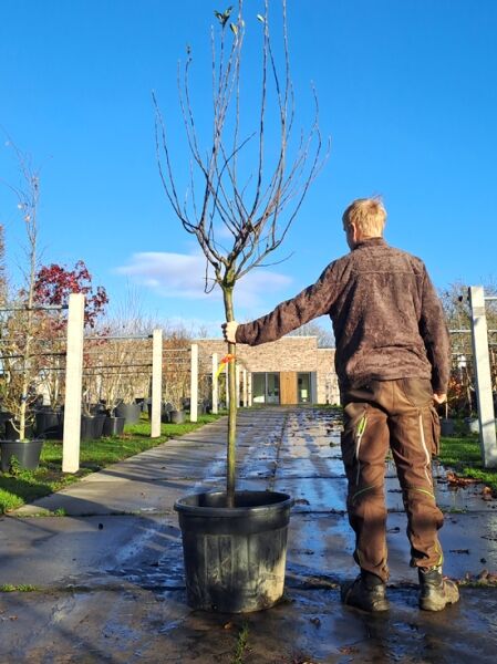Pyrus communis 'Triumph de Vienne' / Birne 'Triumph de Vienne' Halbstamm 12-14 StU im Container, unbelaubter Baum im Topf