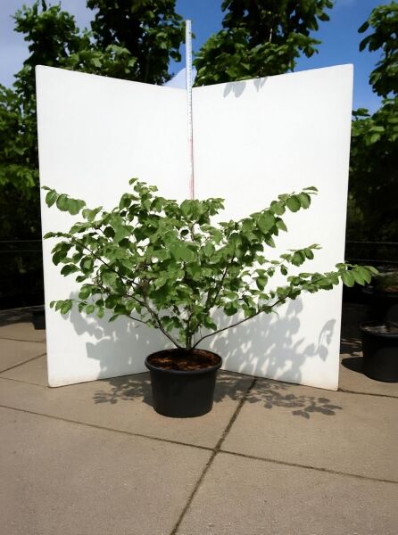 Hamamelis intermedia 'Pallida' (Zaubernuss) 125–150 cm, C50, mehrstämmiger Strauch im Container mit grünem Laub.