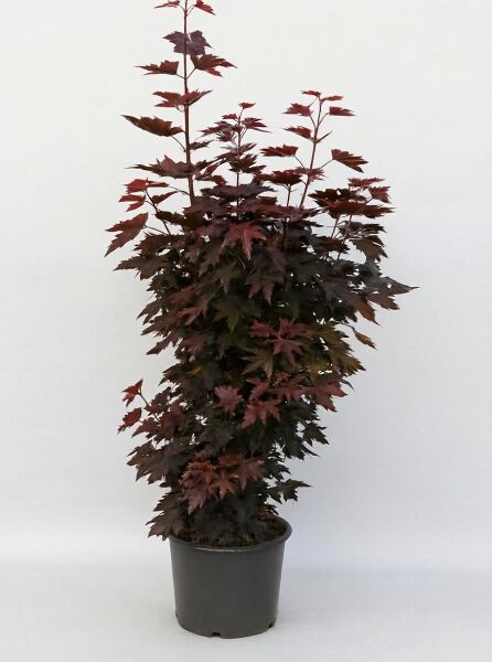 Spitz-Ahorn Acer platanoides 'Crimson Sentry', 150-175 cm, C20, im Topf mit dunkelroten, gelappten Blättern und aufrechtem Wuchs.