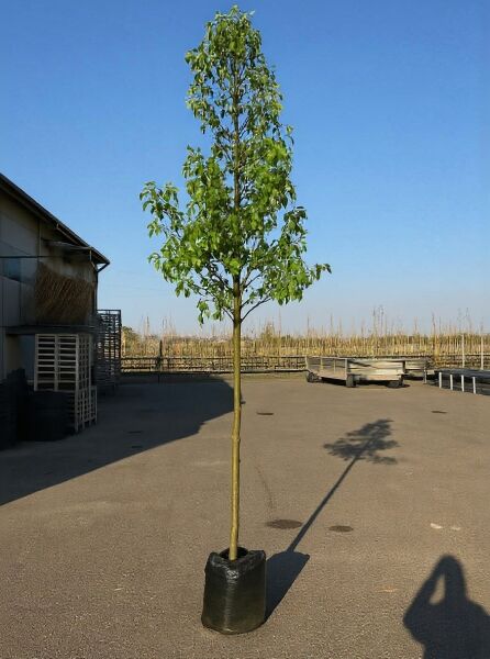 Pyrus communis 'Kaiser Alexander' / Birne 'Kaiser Alexander', Hochstamm 10-12 StU im Container, schlanker Stamm mit Krone und Laub.