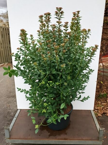 Viburnum tinus / Mittelmeer-Schneeball, buschige Pflanze im Container C20, 100–125 cm, mit grünem Laub und Knospenständen.