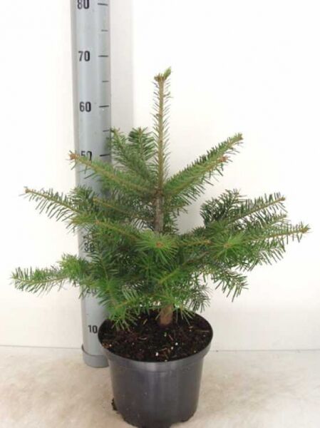 Abies nordmanniana / Nordmanns-Tanne / Kaukasus-Tanne