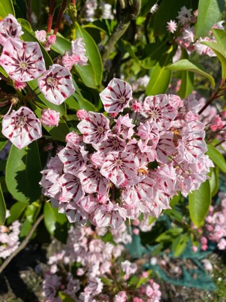Kalmia latifolia 'Peppermint' (Lorbeerrose/Berglorbeer) mit rosa-weißen Blütendolden und immergrünen, glänzenden Blättern