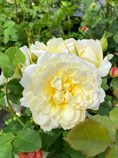 Englische Rose 'Imogen' (Rosa 'Imogen') mit cremegelber, gefüllter Blüte und grünen Blättern am Strauch.