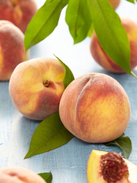 Pfirsich 'Peregrine' / Prunus persica 'Peregrine'