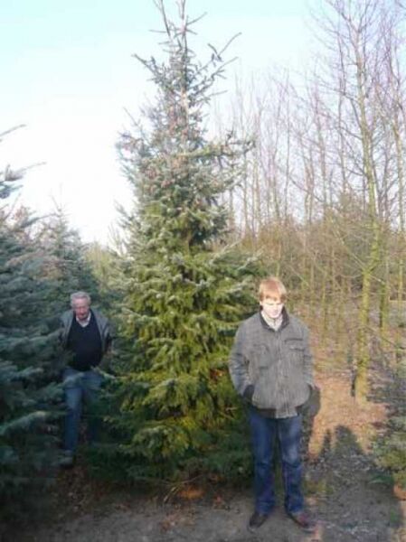Picea omorika / Serbische Fichte 400-450 cm m. Db., aufrecht wachsender Nadelbaum mit dichtem, kegelförmigem Aufbau