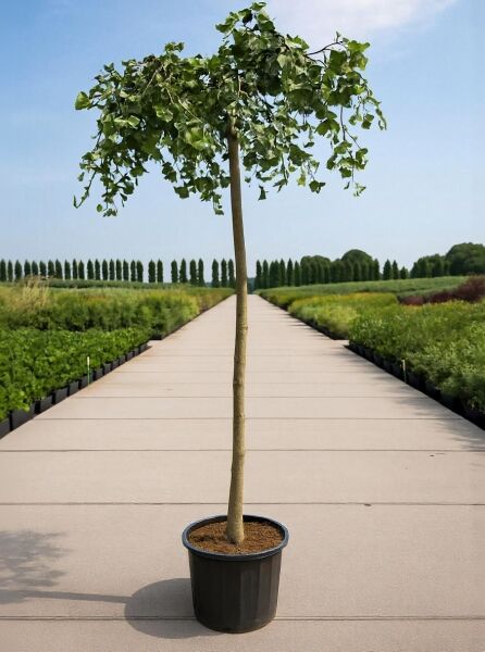 Ginkgo 'Horizontalis' (Ginkgo biloba) Fächerblattbaum 'Horizontalis' als Hochstamm im Container mit grünem Laubdach.