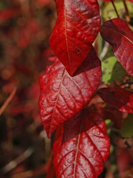 Rhus radicans / Kletternder Gift-Sumach / Gift-Efeu