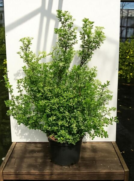 Viburnum harryanum (Schneeball) 125-150 cm C35, mehrtriebiger Strauch im Container mit dichtem, grünem Laub