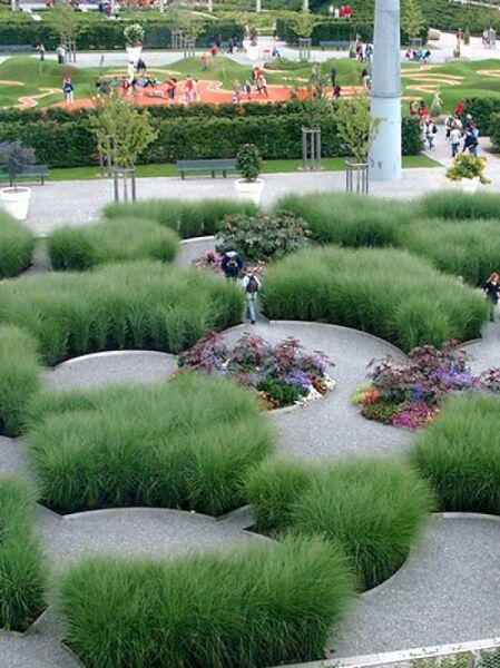 Miscanthus sinensis 'Gracillimus' / Feinhalm-Chinaschilf
