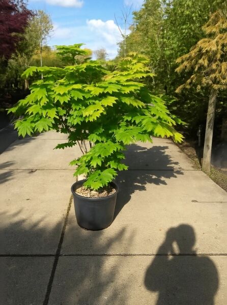 Weinblättriger Japan-Ahorn Acer japonicum 'Vitifolium', 125-150 cm, C30, im schwarzen Pflanzcontainer mit grünen, gelappten Blättern