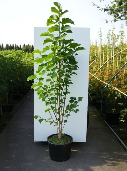 Großblumige Magnolie „Galaxy“ (Magnolia ‚Galaxy‘) 175–200 cm, mehrtriebige Jungpflanze im Container C20 mit grünen Blättern