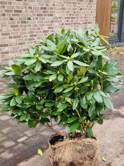 Rhododendron Hybride 'Cherry Kiss®' / Rhododendron 'Cherry Kiss', Solitärpflanze mit Ballen, 70–80 cm Breite, immergrünes Laub