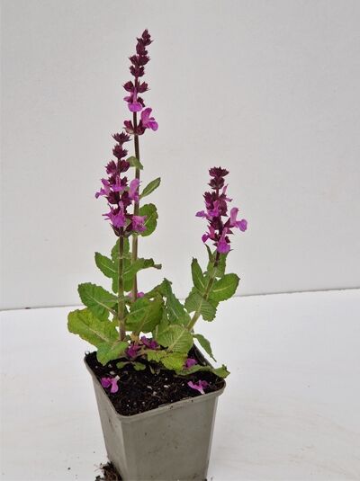 Salvia nemorosa 'Rose Marvel' / Steppen-Salbei 'Rose Marvel' P11 im Topf, aufrechte Blütenähren mit rosa-violetten Blüten.