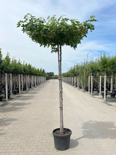 Liquidambar styraciflua 'Worplesdon' Dachform/Dachspalier, Amberbaum 'Worplesdon' als Hochstamm im Container mit Kronendach