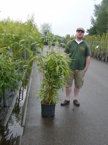 Pfeilbambus / Pseudosasa japonica