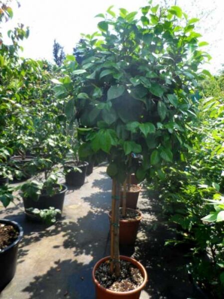Japanische Kamelie rot / Camellia japonica rot