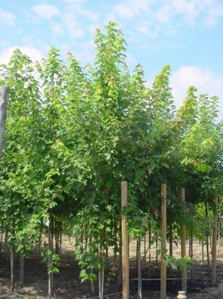 Rot-Ahorn Acer freemanii 'Autumn Blaze' Hochstamm 14-16 StU im Container, junger Baum mit grünem Laub in Baumschule