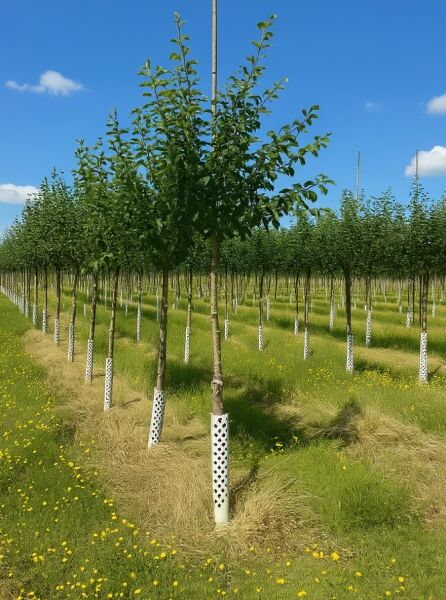Prunus domestica 'Wangenheims Frühzwetschge' / Wangenheims Frühzwetschge Hochstamm 14-16 StU, junger Baum mit Krone im Feld.