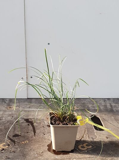 Ophiopogon chingii / Schlangenbart P9, grasartige Pflanze im Topf mit schmalen, langen grünen Blättern und Etikett