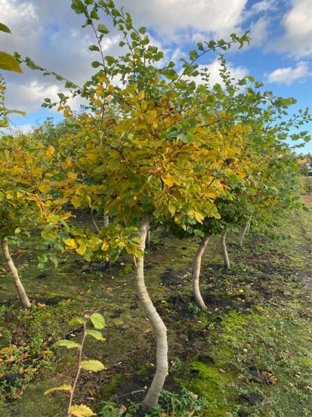 Hainbuche / Charakterbaum / Savannenbaum Carpinus betulus