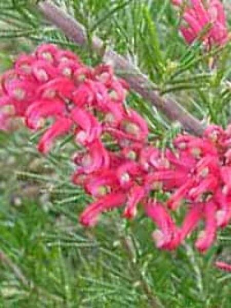 Greville 'Canberra Gem' / Spinnenblume 'Canberra Gem' / Grevillea 'Canberra Gem'