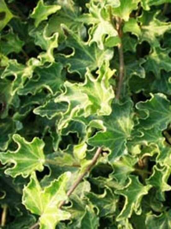 Krausblättriger Efeu 'Ivalace' / Hedera helix 'Ivalace' kaufen