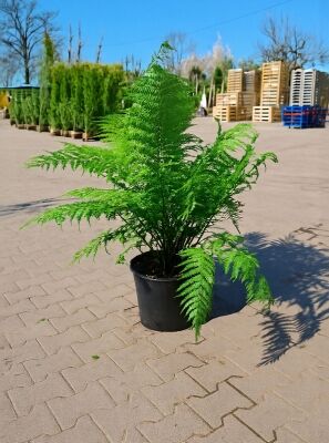 lidl gummibaum Ficus Elastica Belize 130cm  Gummibaum Belize