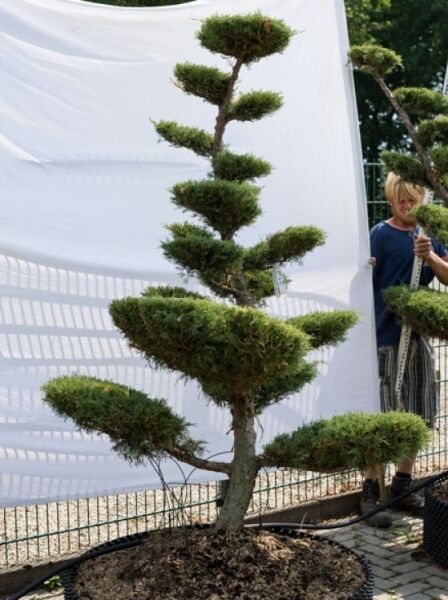 Juniperus media 'Hetzii' H: 180 cm B: 140 cm / Garten-Bonsai (634)