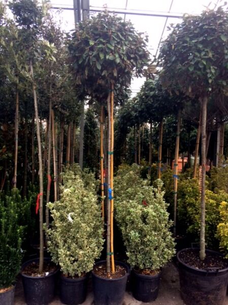 Elaeagnus ebbingei, Wintergrüne Ölweide Hochstamm 8-10 StU im Container, mit kugelförmiger Krone und stützendem Pfahl.