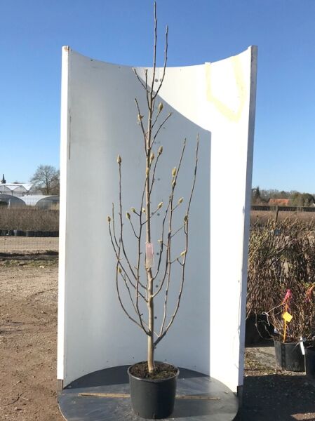 Magnolia 'Black Tulip'® / Magnolie 'Black Tulip' 175-200 cm C35, mehrstämmiger junger Baum im Container mit Knospen.
