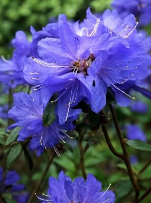 Blau blhende Rhododendron und Azaleen gnstig kaufen
