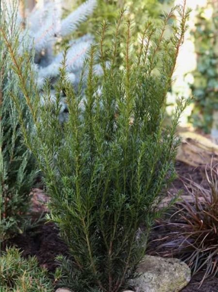 Taxus media 'Groenland' / Eibe 'Groenland'