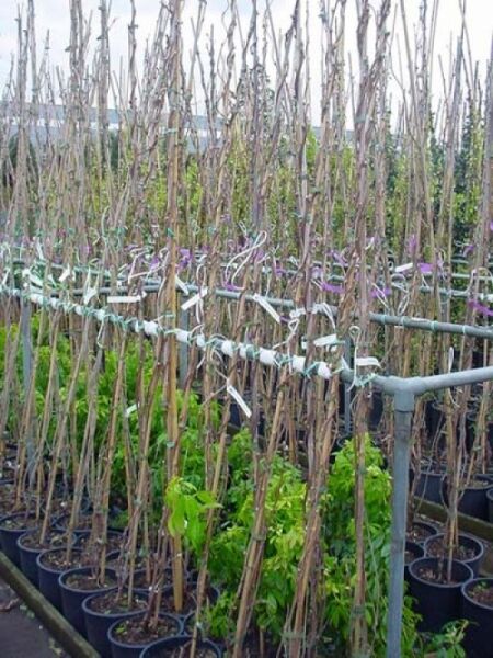 Wisteria floribunda 'Royal Purple' / Japanischer Blauregen 'Royal Purple' 175-200 cm C10, Kletterpflanzen im Topf mit Trieben am Gerüst