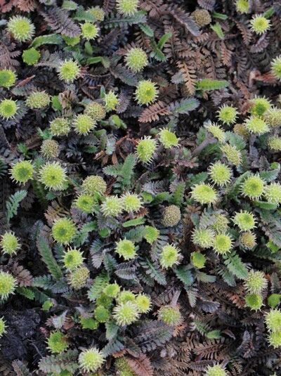 Feines Fiederpolster / Feines Fiederpolster