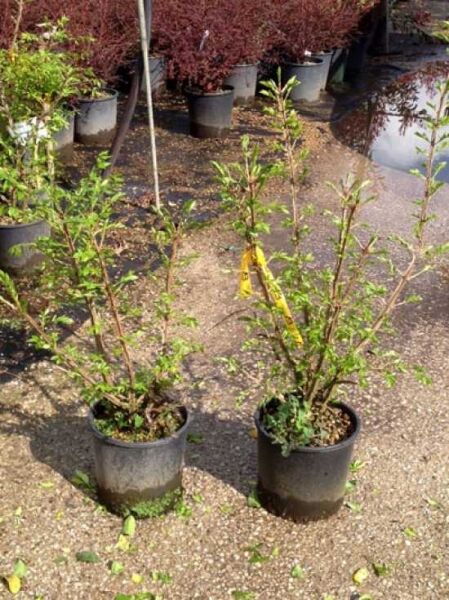 Geflügeltes Pfaffenhütchen (Euonymus alatus) im Pflanztopf, Variante 60–70 cm, C10, mehrtriebiger Strauch mit grünen Blättern.