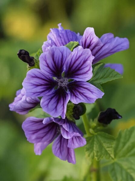 Malva sylvestris 'Blue Fountain®' / Wild-Malve 'Blue Fountain®' mit violetten Blüten und grünen Blättern in Nahaufnahme
