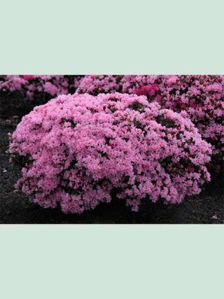 Japanische Azalee 'Kermesina Rose'  / Japanische Azalee 'Kermesina Rose' 