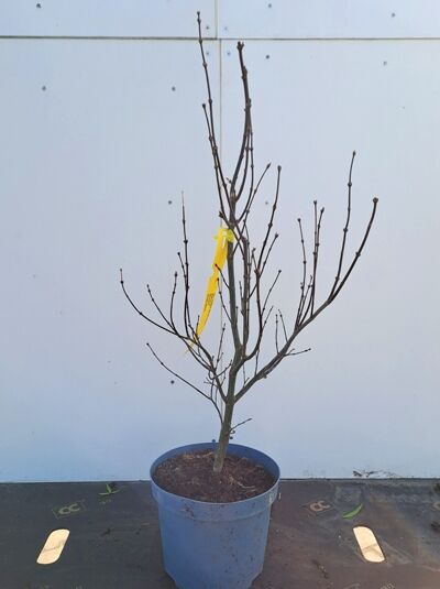 Fächer-Ahorn Acer palmatum 'Skeeter's Broom', 50-60 cm C5, laubfreies Junggehölz im blauen Topf mit aufrechten Trieben.