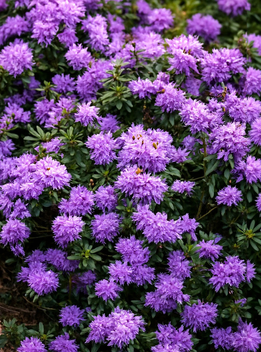 Zwergrhododendron 'Blue Tit' - Rhododendron impeditum 'Blue Tit' -  Baumschule NewGarden