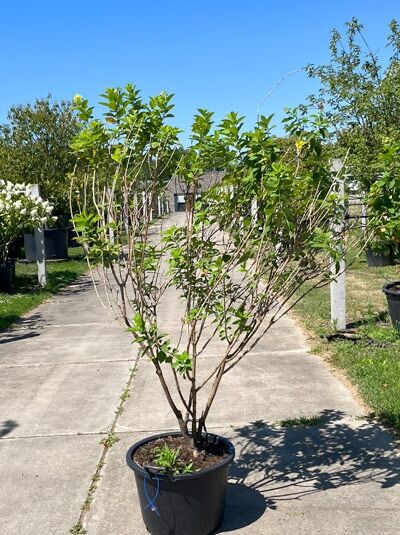 Limonenfarbene Rispen-Hortensie 'Schirmform' / Hydrangea paniculata 'Limelight ®' (876203)