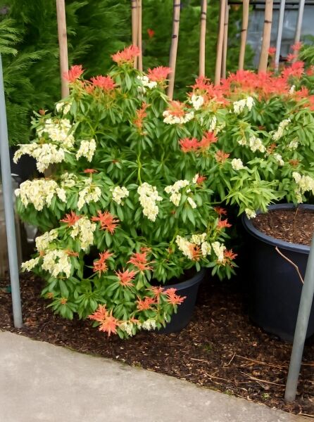 Pieris japonica 'Forest Flame' / Japanische Lavendelheide 'Forest Flame', 60-70 cm, C15, Strauch im Topf mit weißen Blütentrauben und rotem Austrieb