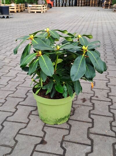Rhododendron Hybride 'Red Jack' (Rhododendron) 30-40 cm C5, grünes Laub im Topf mit Knospen