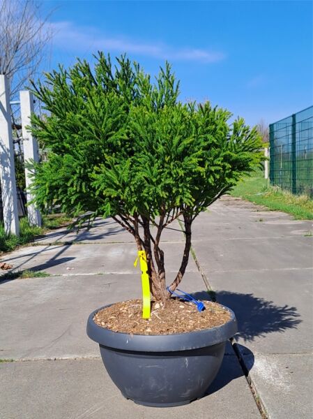Zwerg-Hahnenkamm-Sicheltanne 'Globosa Nana' Schirm (874444) / Cryptomeria japonica 'Globosa Nana' 80-100 cm hoch
