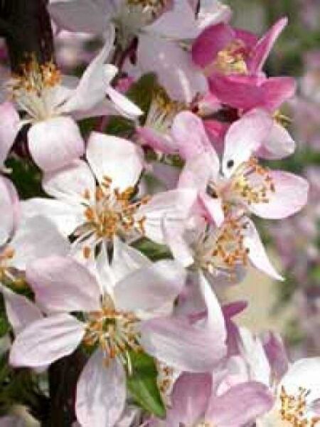 Malus 'Hillieri' / Zierapfel 'Hillieri'