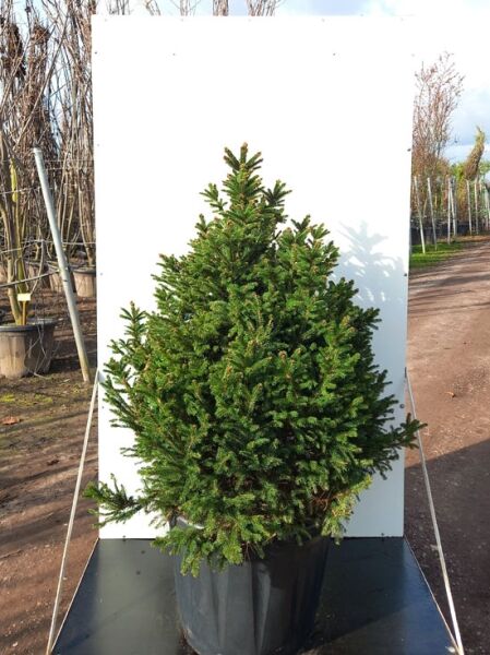 Kegel-Fichte &#039;Ohlendorffii&#039; / Picea abies &#039;Ohlendorffii&#039;