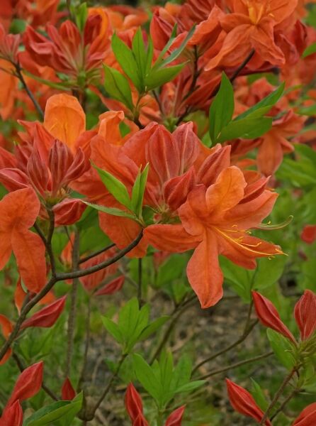 Laubabwerfende Azalee Azalea luteum 'Sunny Boy' (Knap-Hill) mit orangefarbenen Blüten und grünen Blättern am Strauch.