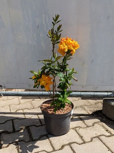 Azalea luteum 'Klondyke' (Knap-Hill) / Laubabwerfende Azalee 'Klondyke' 40-50 cm C5 im Topf mit gelben Blüten