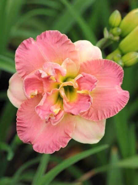 Taglilie (Hemerocallis cultorum) 'Lacy Doily' mit rosafarbener, gefüllter Blüte und gelbgrünem Schlund, seitlich Knospen am Stiel