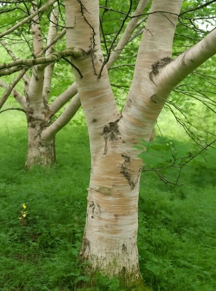 Gold-Birke Betula ermanii 'Blush' mit hellem, cremeweißem Stamm und dunklen Rindenflecken, mehrstämmig verzweigt.